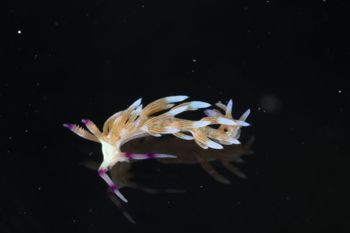 Media type: image;   Malacology 393738 Description: live specimen;
